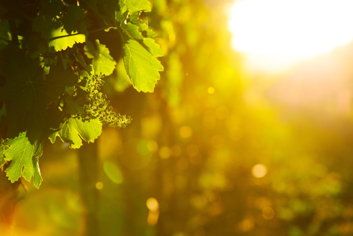 Urlaub im Weinviertel