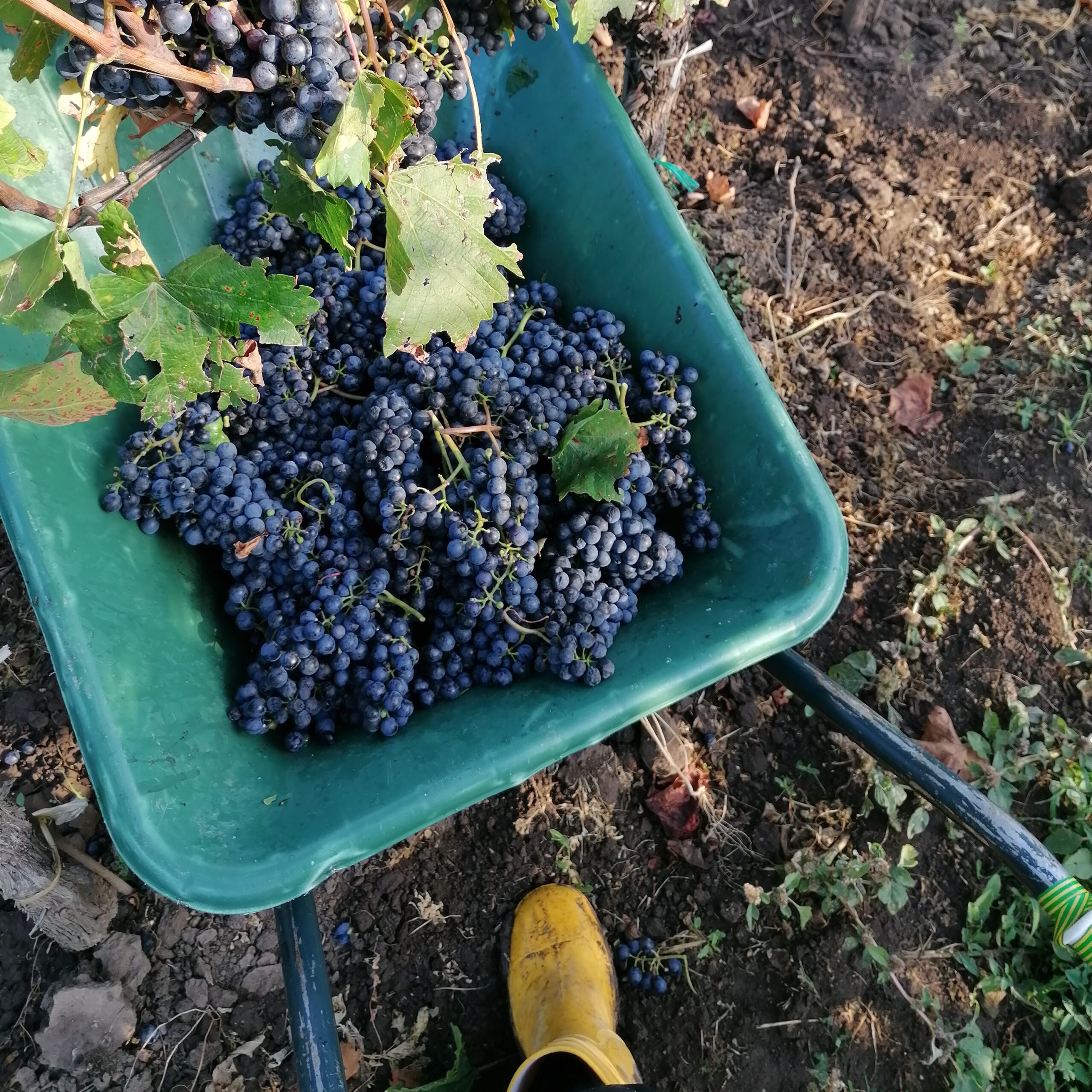 Weinlese 2022