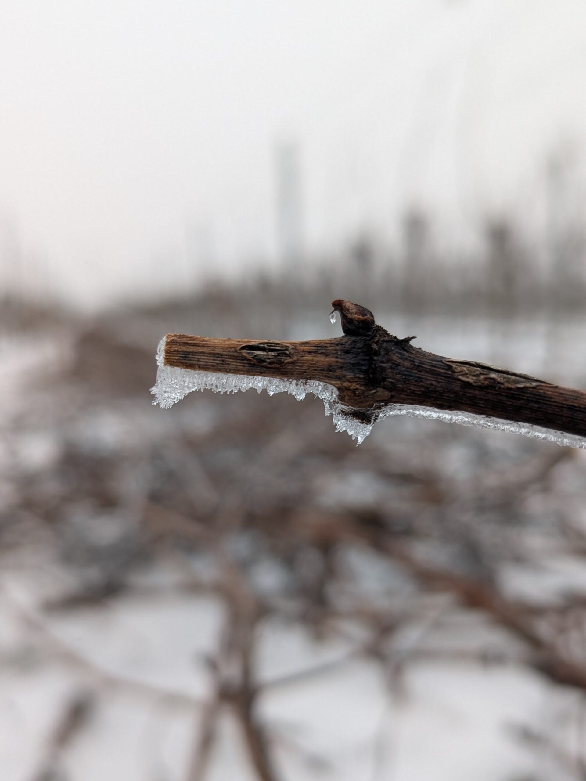 Rebschnitt & Anbinden